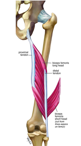 (Brukner e Connell, ‘Serious thigh muscle strains’: beware the intramuscular tendon which plays an important role in difficult hamstring and quadriceps muscle strains, 2016)